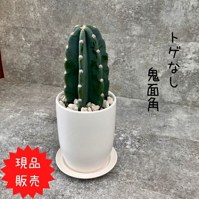 観葉植物現品販売