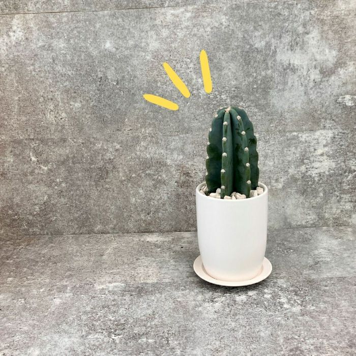 観葉植物現品販売