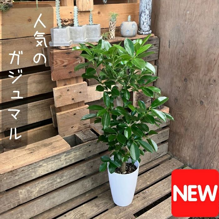 観葉植物現品販売