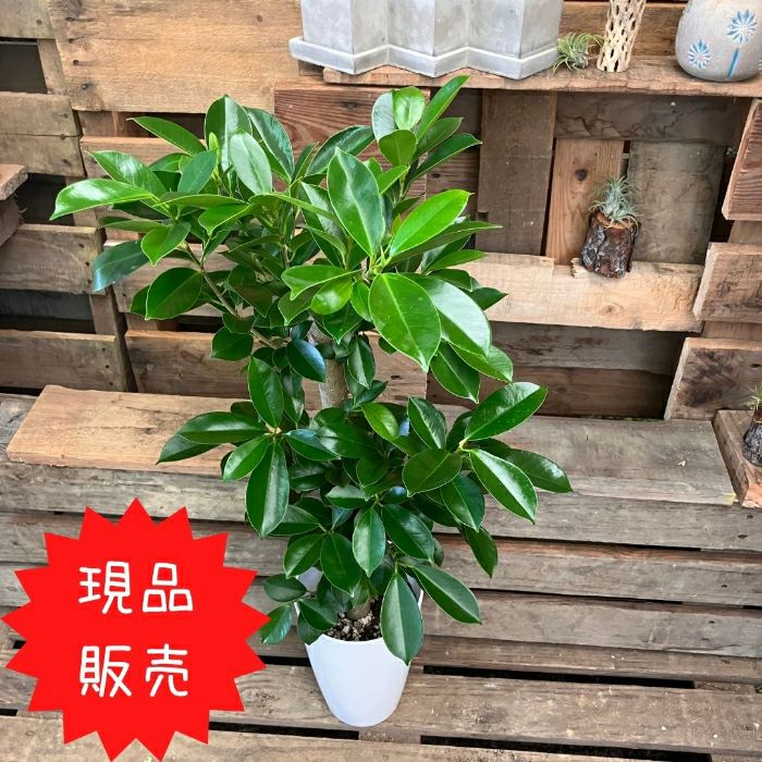観葉植物現品販売