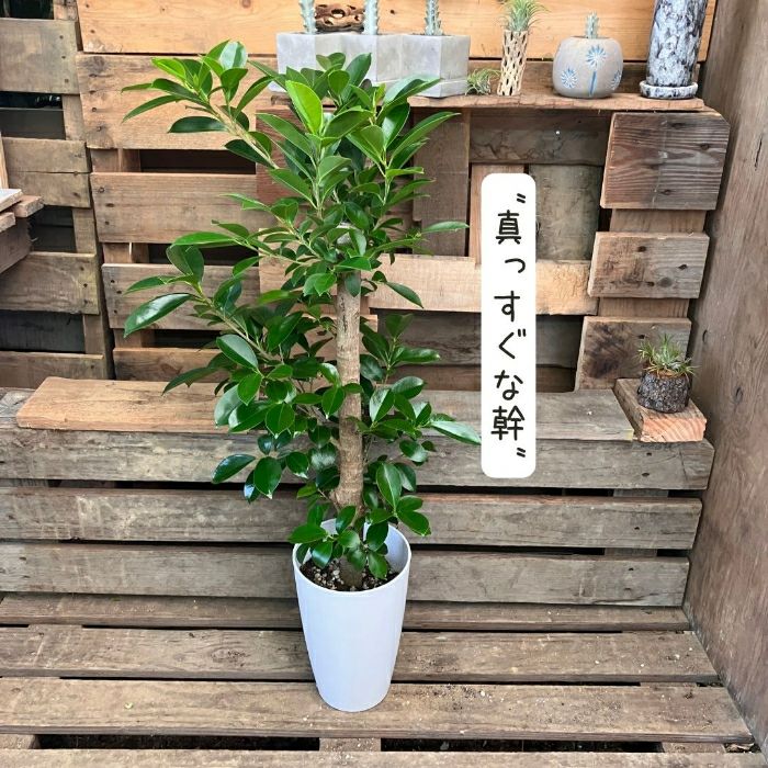 観葉植物現品販売