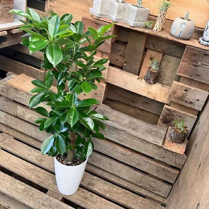 観葉植物現品販売