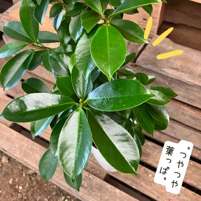 観葉植物現品販売