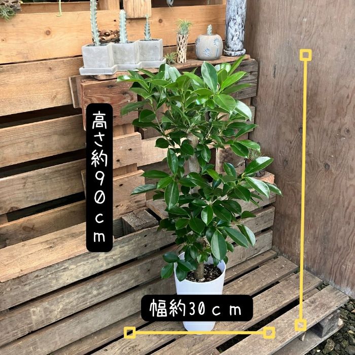 観葉植物現品販売