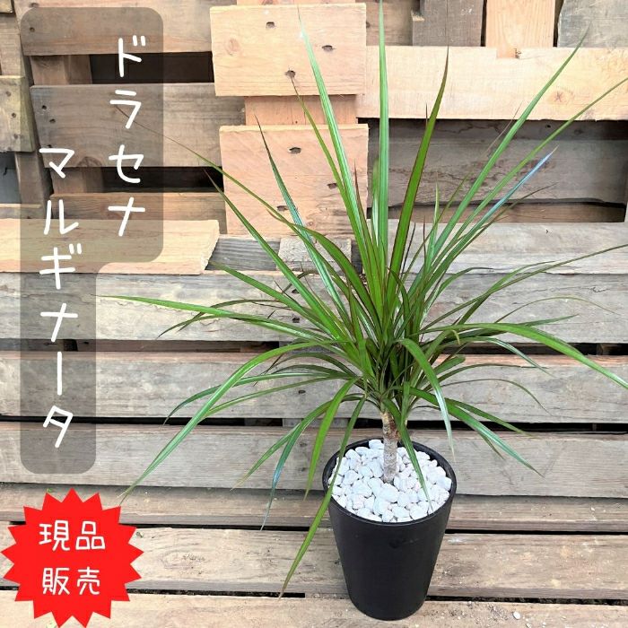 観葉植物現品販売