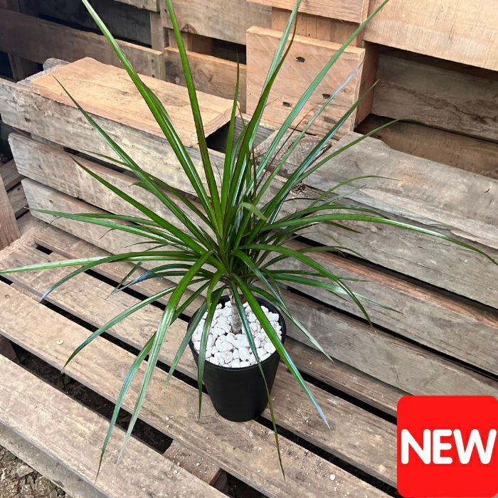 観葉植物現品販売