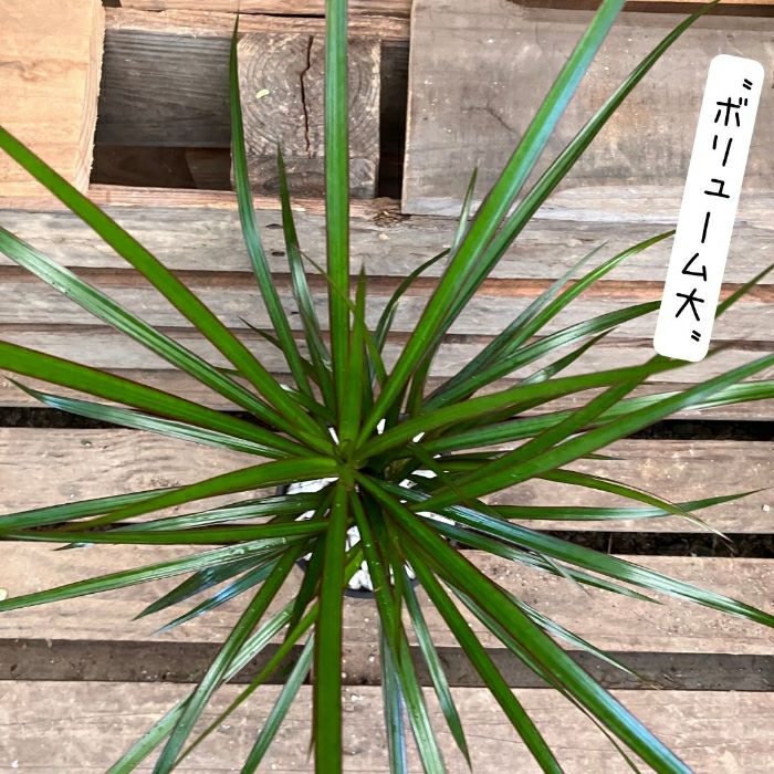 観葉植物現品販売