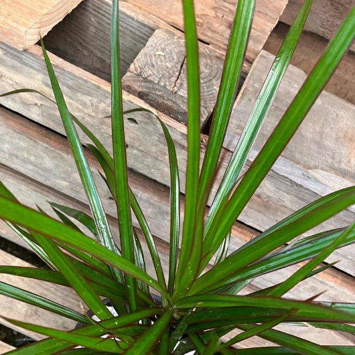 観葉植物現品販売