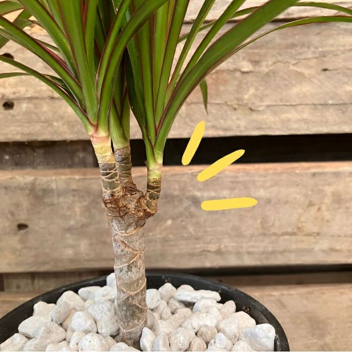 観葉植物現品販売