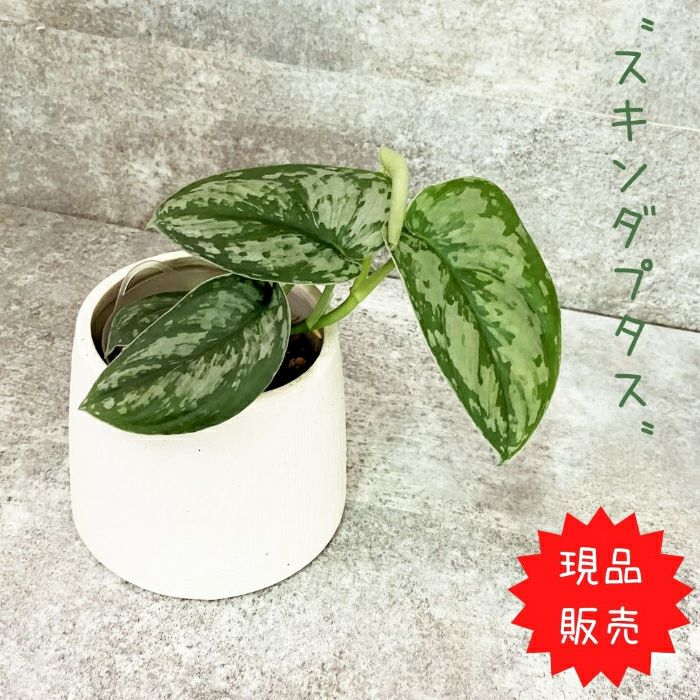 観葉植物現品販売
