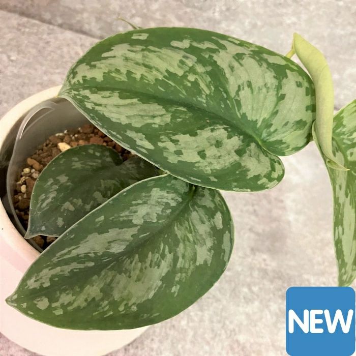 観葉植物現品販売