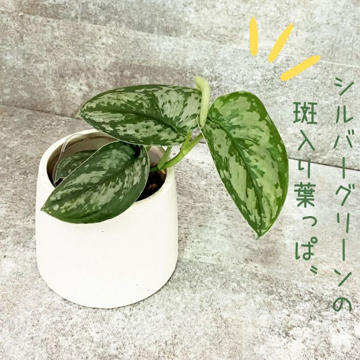 観葉植物現品販売