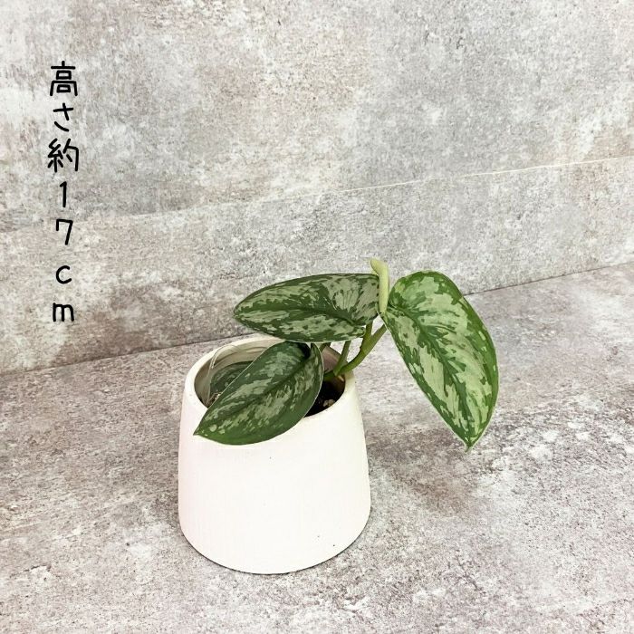 観葉植物現品販売