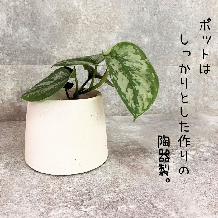 観葉植物現品販売