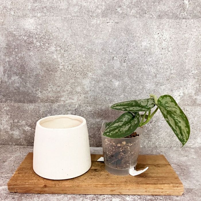 観葉植物現品販売