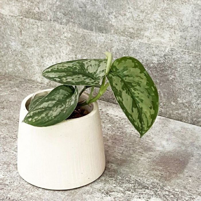 観葉植物現品販売