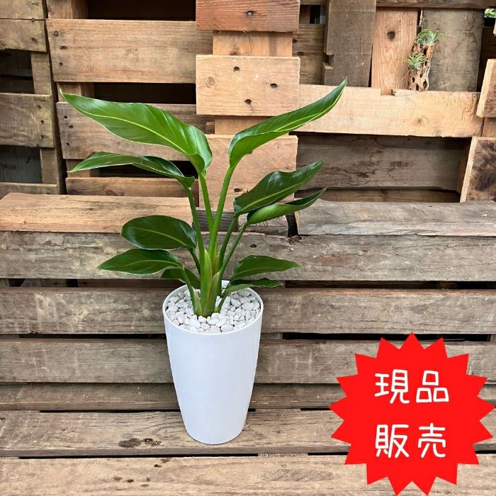 観葉植物現品販売