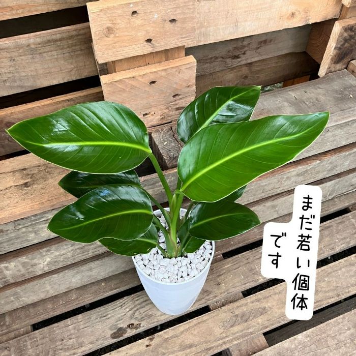 観葉植物現品販売