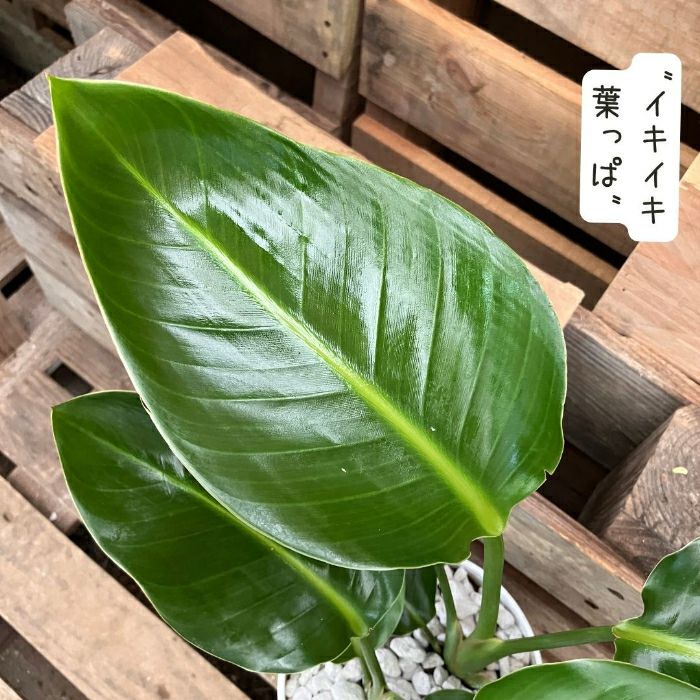 観葉植物現品販売