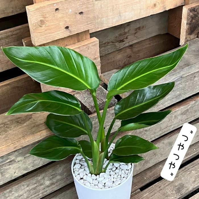 観葉植物現品販売