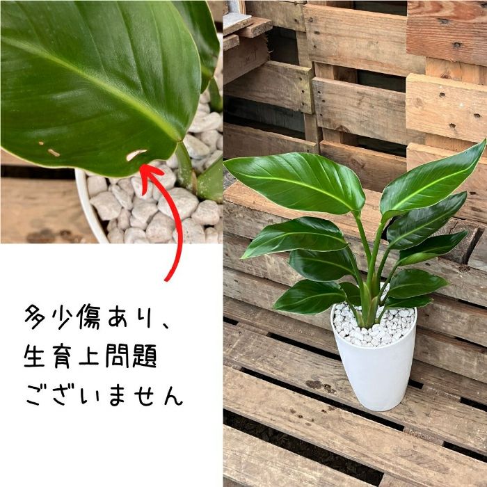 観葉植物現品販売