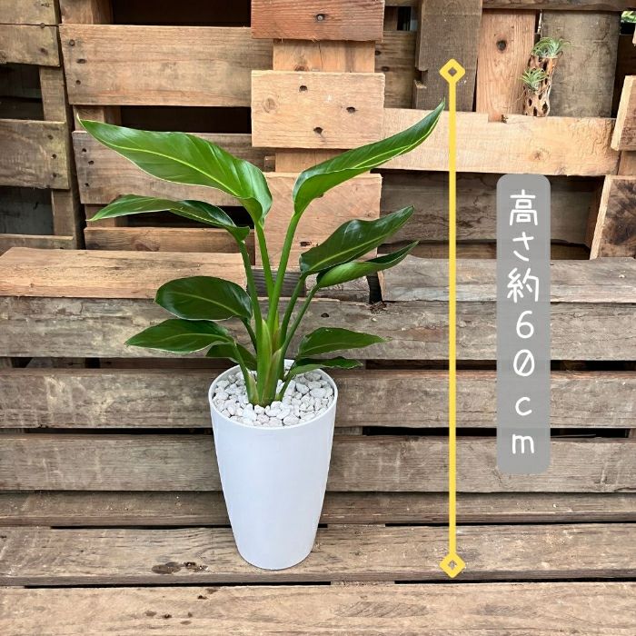 観葉植物現品販売