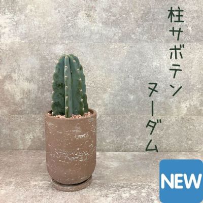 観葉植物 現品 柱サボテン ヌーダム 【アウトレット】