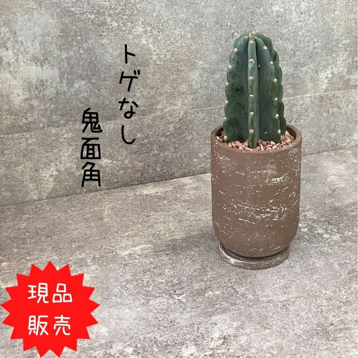 観葉植物現品販売