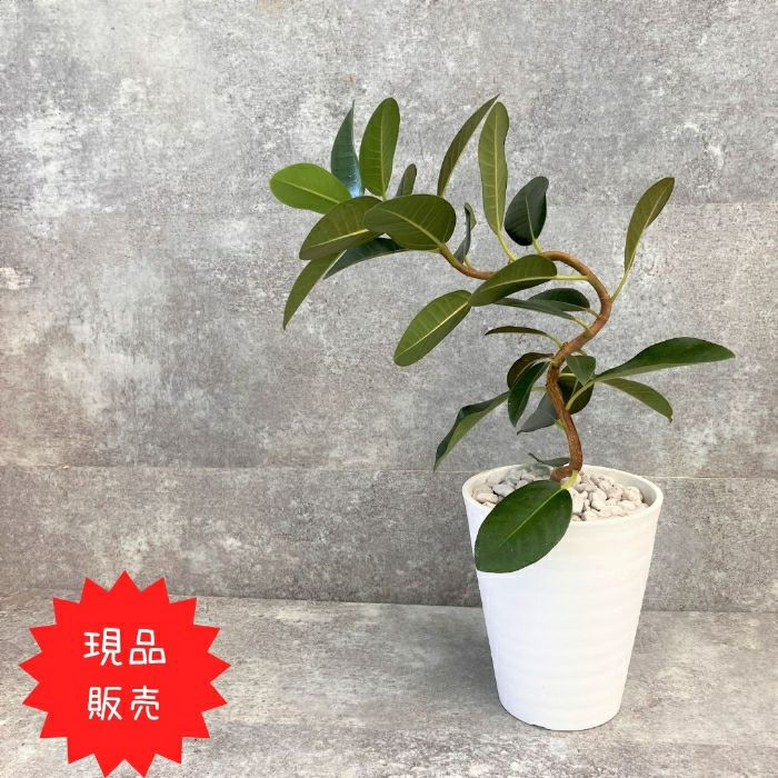 観葉植物現品販売