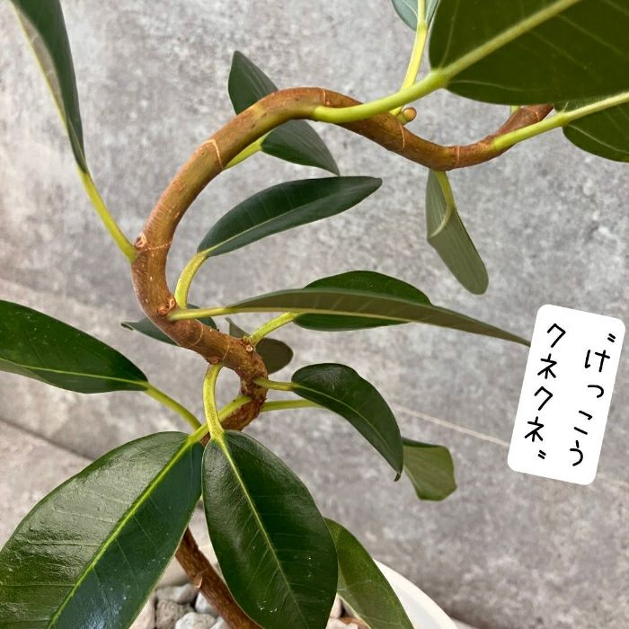 観葉植物現品販売