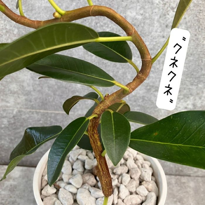 観葉植物現品販売