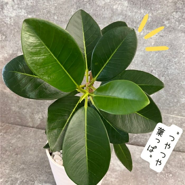 観葉植物現品販売