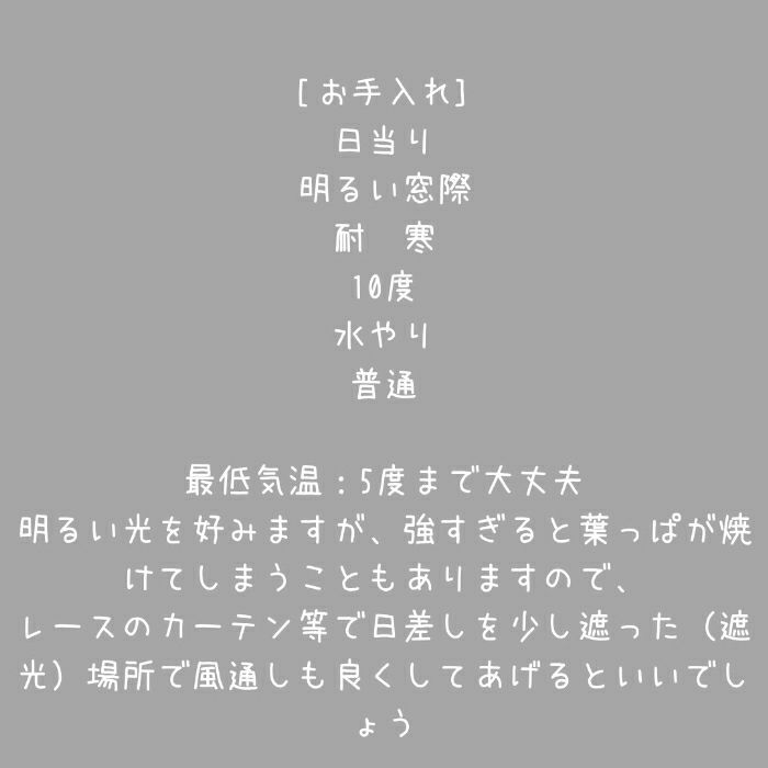 観葉植物現品販売