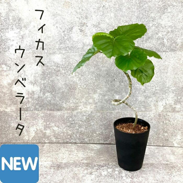 観葉植物現品販売