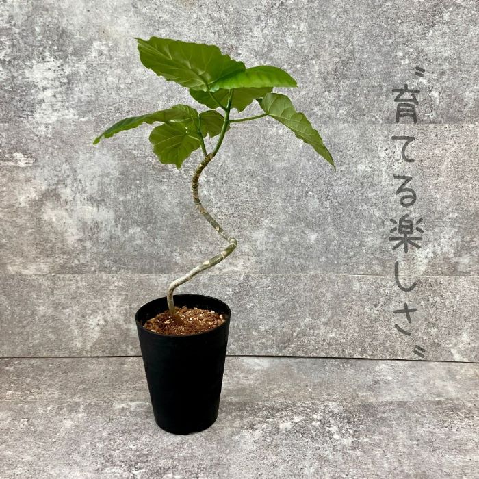 観葉植物現品販売