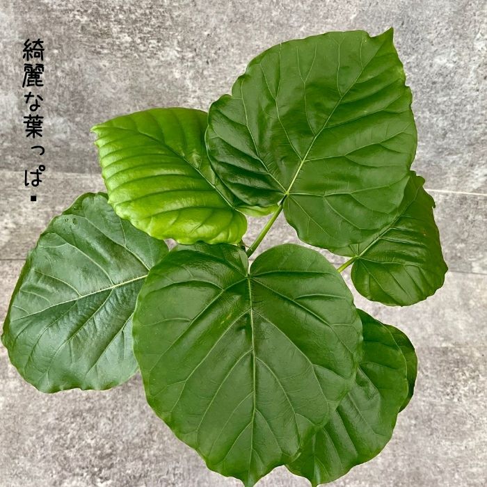 観葉植物現品販売