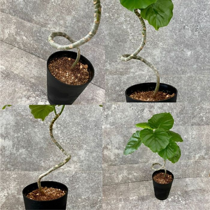 観葉植物現品販売