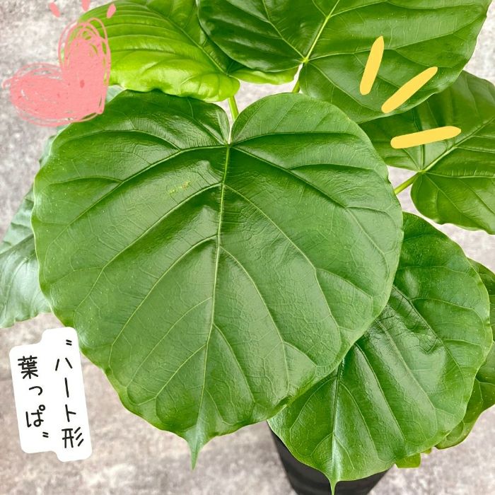 観葉植物現品販売