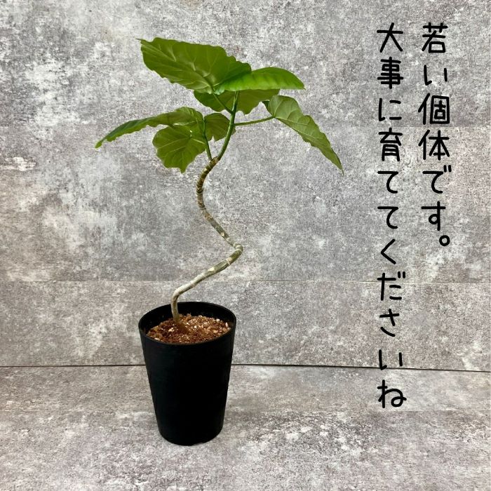 観葉植物現品販売