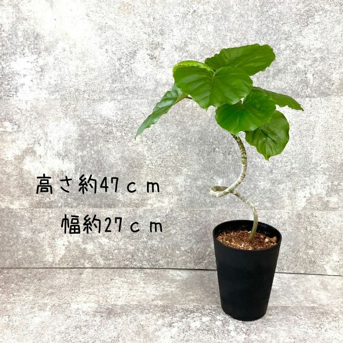 観葉植物現品販売