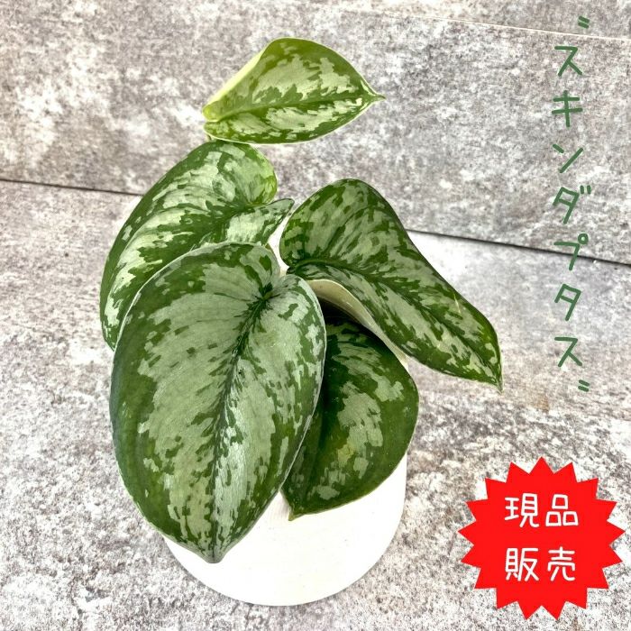 観葉植物現品販売