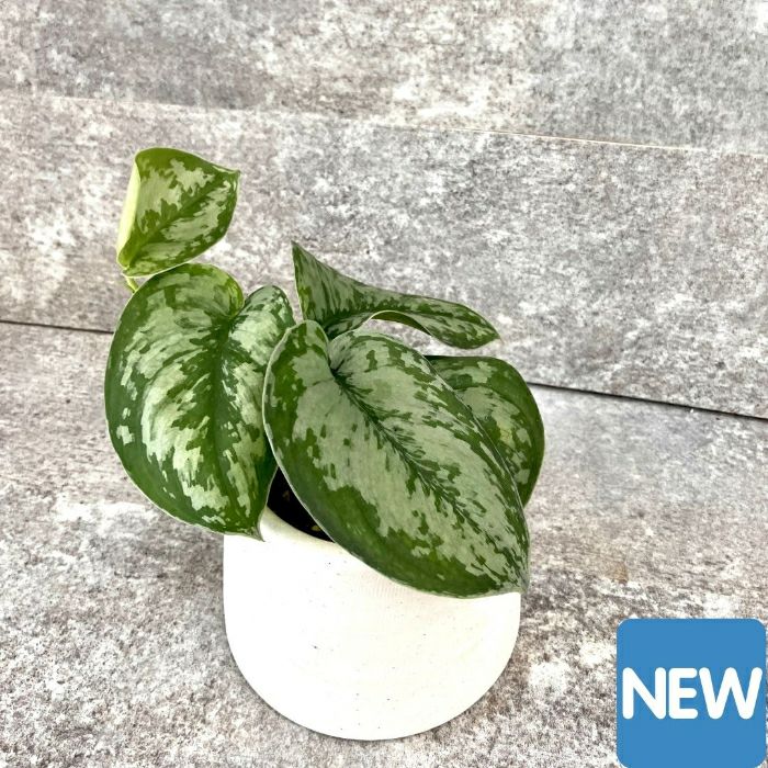 観葉植物現品販売