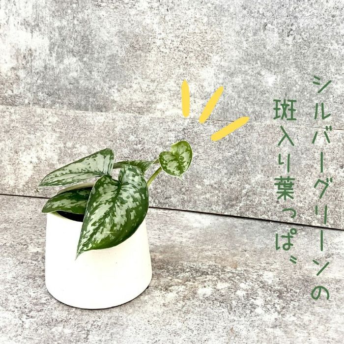 観葉植物現品販売