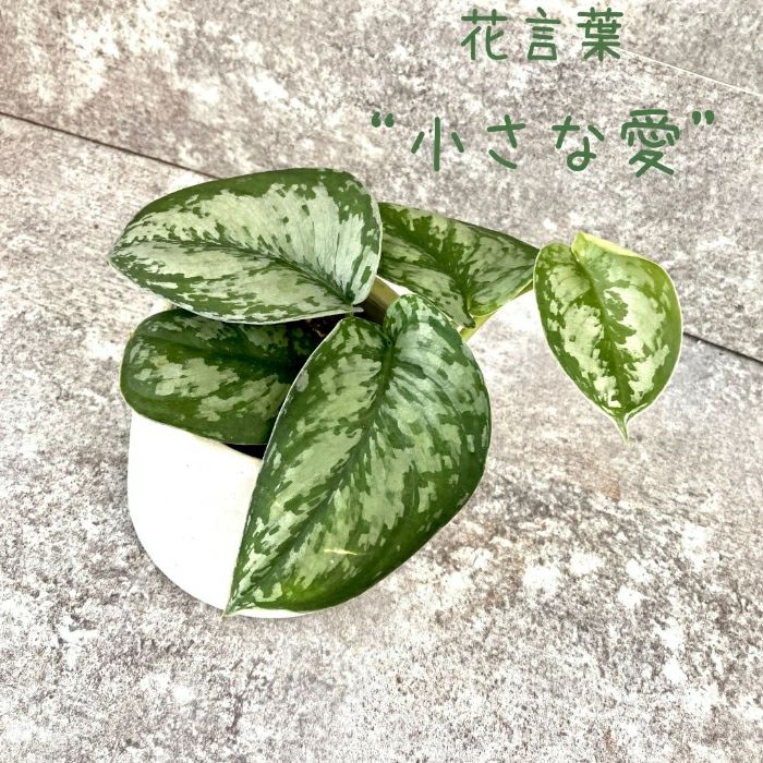 観葉植物現品販売