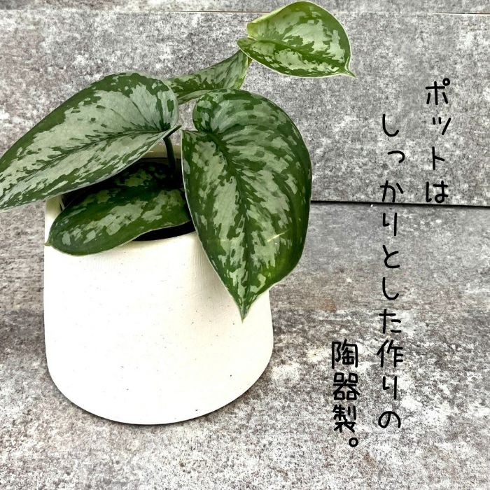 観葉植物現品販売
