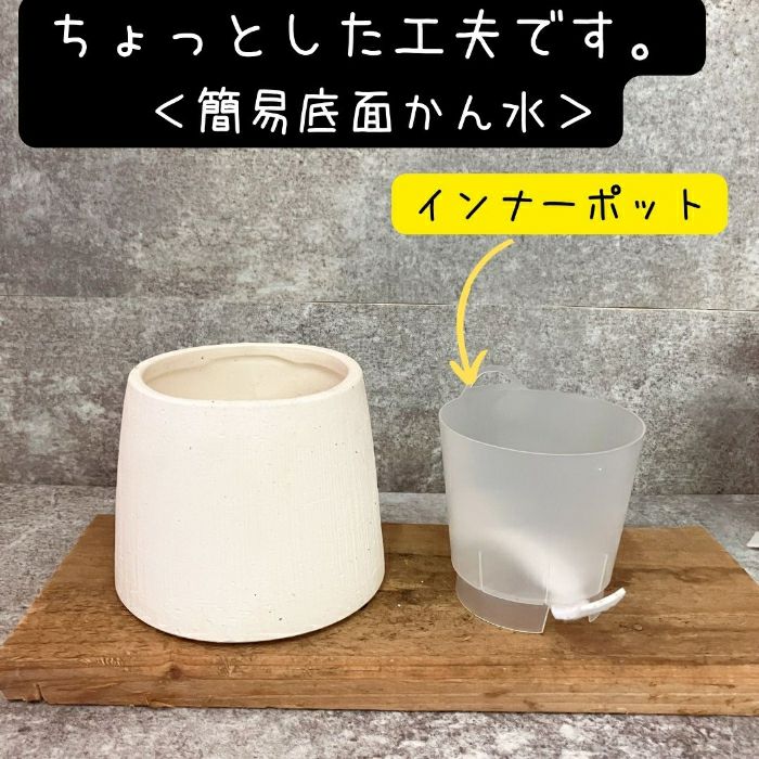 観葉植物現品販売