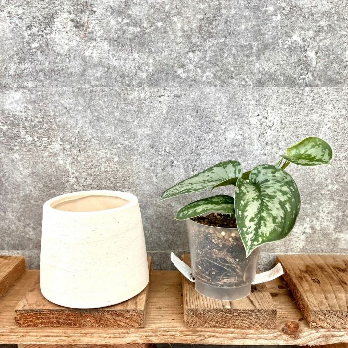 観葉植物現品販売