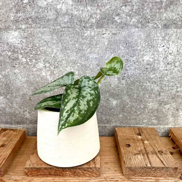 観葉植物現品販売