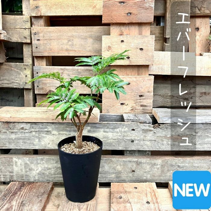 観葉植物現品販売