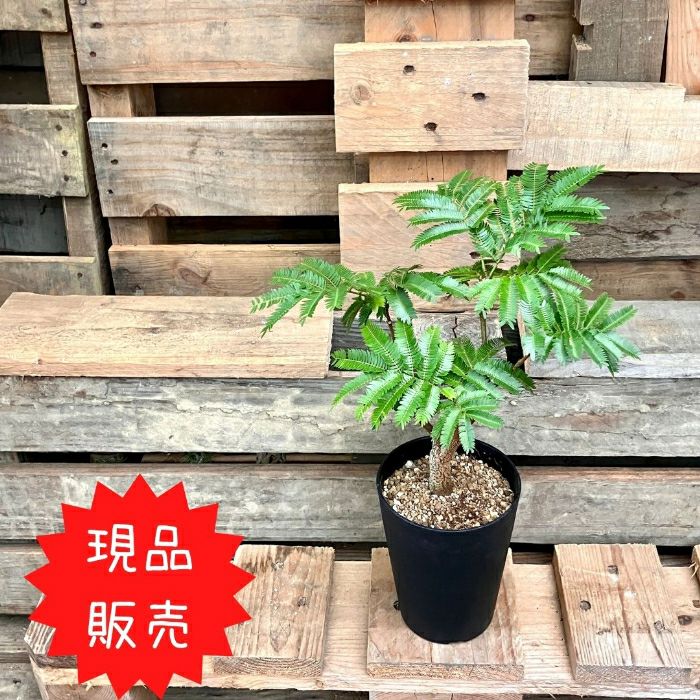 観葉植物現品販売